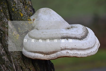 百度有钱包逾期 百度有钱包逾期
