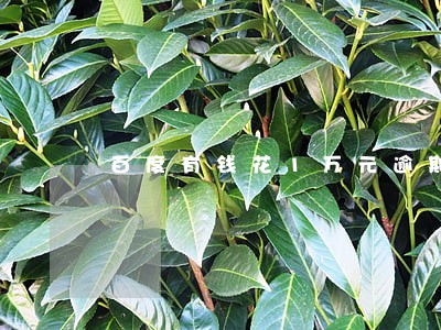 百度有钱花1万元逾期 百度有钱花1万元逾期