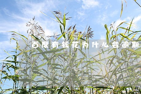 百度有钱花为什么会逾期 百度有钱花为什么会逾期