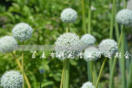 百度有钱花借五万逾期会怎样 百度有钱花借五万逾期会怎样