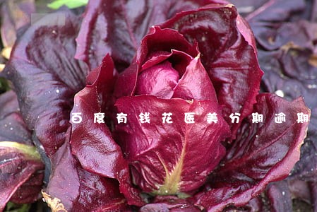 百度有钱花医美分期逾期一天 百度有钱花医美分期逾期一天