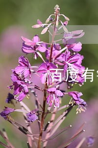 百度有钱花无逾期但借不出了 百度有钱花无逾期但借不出了
