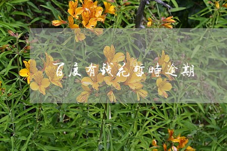 百度有钱花暂时逾期 百度有钱花暂时逾期