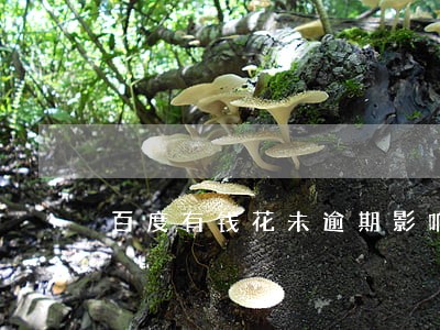 百度有钱花未逾期影响征信吗 百度有钱花未逾期影响征信吗