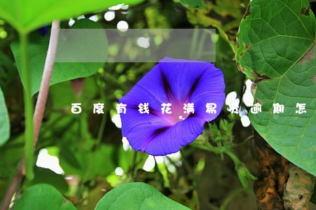 百度有钱花满易贷逾期怎么办 百度有钱花满易贷逾期怎么办
