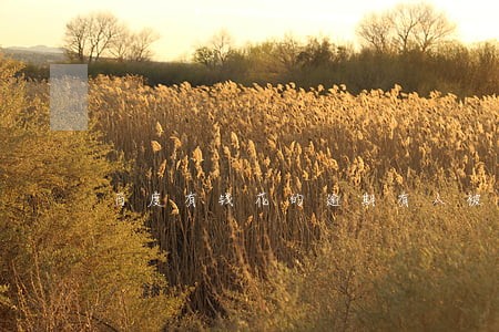 百度有钱花的逾期有人被诉讼吗