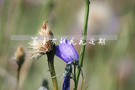 百度有钱花花逾期 百度有钱花花逾期