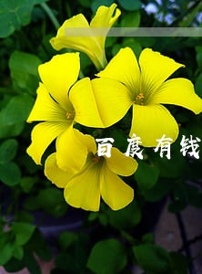 百度有钱花贷款逾期几天上征信 百度有钱花贷款逾期几天上征信