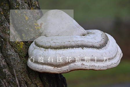 百度有钱花逾期1万 百度有钱花逾期1万