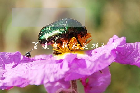 百度有钱花逾期3万 百度有钱花逾期3万