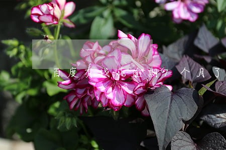 百度有钱花逾期7个月了 百度有钱花逾期7个月了