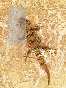 百度有钱花逾期一万多会上门吗