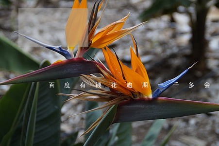 百度有钱花逾期一千多会不会上门 百度有钱花逾期一千多会不会上门