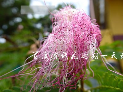 百度有钱花逾期一天疯狂打电话