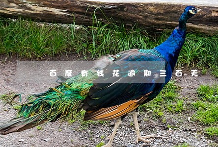 百度有钱花逾期三百天 百度有钱花逾期三百天