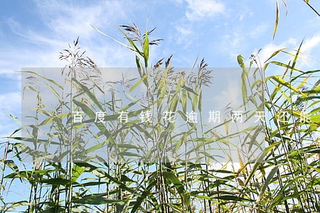 百度有钱花逾期两天还能再借么 百度有钱花逾期两天还能再借么