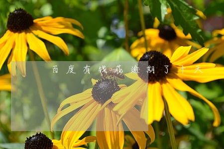 百度有钱花逾期了十天 百度有钱花逾期了十天