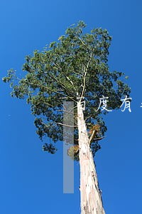 百度有钱花逾期人多吗 百度有钱花逾期人多吗