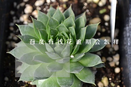 百度有钱花逾期会怎样 百度有钱花逾期会怎样