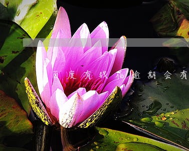 百度有钱花逾期会有催收吗 百度有钱花逾期会有催收吗