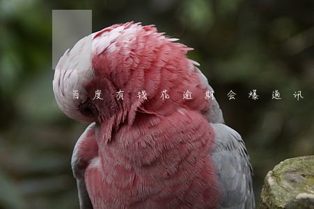 百度有钱花逾期会爆通讯录不 百度有钱花逾期会爆通讯录不