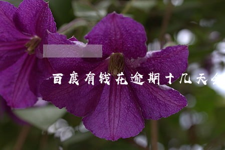 百度有钱花逾期十几天会怎么样 百度有钱花逾期十几天会怎么样