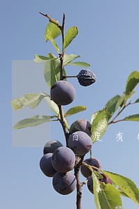 百度有钱花逾期十天上不上征信 百度有钱花逾期十天上不上征信