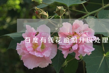 百度有钱花逾期升级处理 百度有钱花逾期升级处理