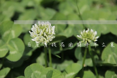 百度有钱花逾期半年立案 百度有钱花逾期半年立案