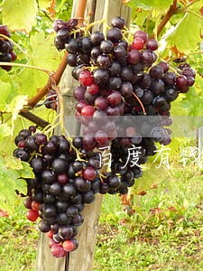 百度有钱花逾期卡农 百度有钱花逾期卡农
