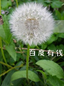 百度有钱花逾期发短信要诉讼 百度有钱花逾期发短信要诉讼