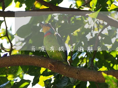 百度有钱花逾期后怎么还款 百度有钱花逾期后怎么还款