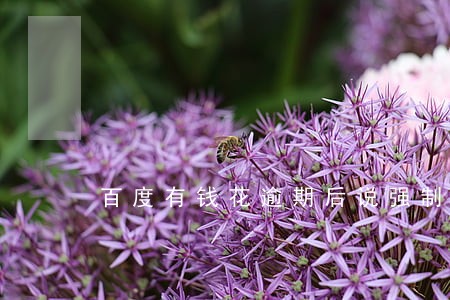 百度有钱花逾期后说强制扣款