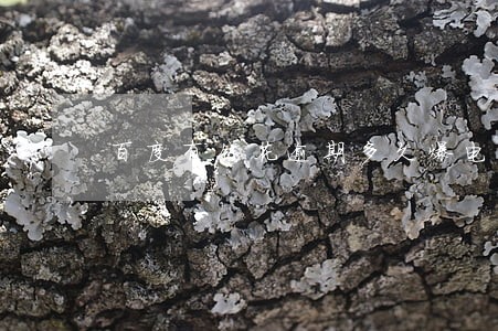 百度有钱花逾期多久爆电话 百度有钱花逾期多久爆电话
