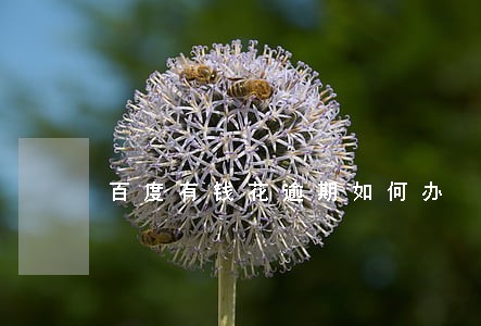 百度有钱花逾期如何办 百度有钱花逾期如何办