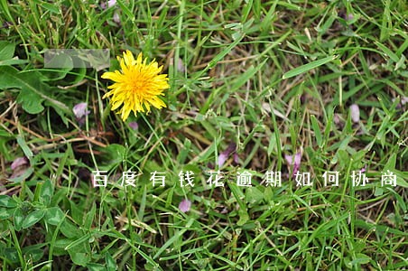 百度有钱花逾期如何协商 百度有钱花逾期如何协商