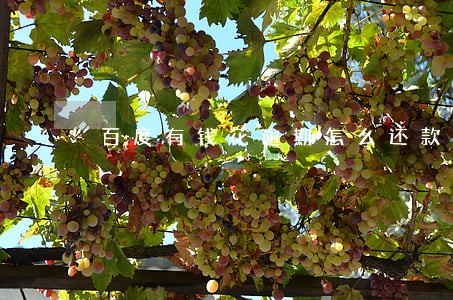 百度有钱花逾期怎么还款 百度有钱花逾期怎么还款