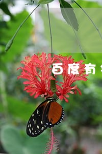 百度有钱花逾期被威胁