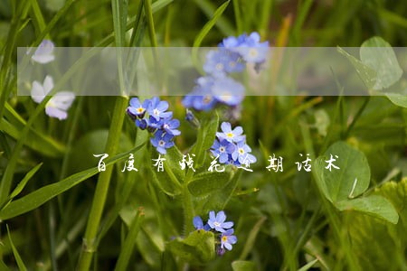 百度有钱花逾期话术 百度有钱花逾期话术