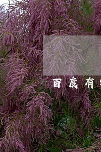 百度有钱花逾期费能减免吗 百度有钱花逾期费能减免吗
