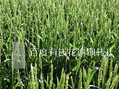 百度有钱花逾期转让 百度有钱花逾期转让