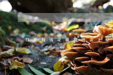 百度有钱花逾期过会上征信吗 百度有钱花逾期过会上征信吗