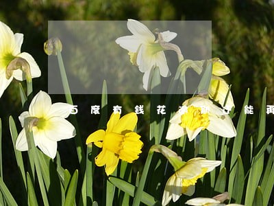 百度有钱花逾期还能再借吗 百度有钱花逾期还能再借吗