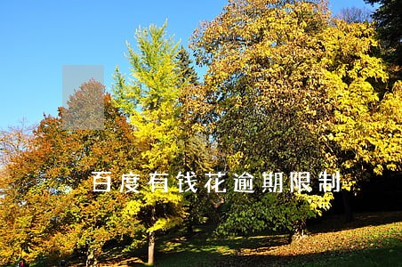 百度有钱花逾期限制 百度有钱花逾期限制