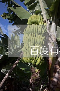 百度有钱花首期逾期 百度有钱花首期逾期