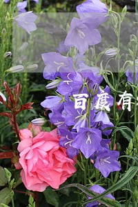 百度有钱逾期一个月后果 百度有钱逾期一个月后果