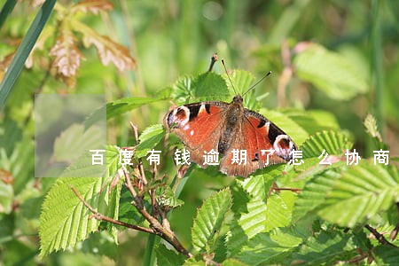 百度有钱逾期了怎么协商还本金 百度有钱逾期了怎么协商还本金