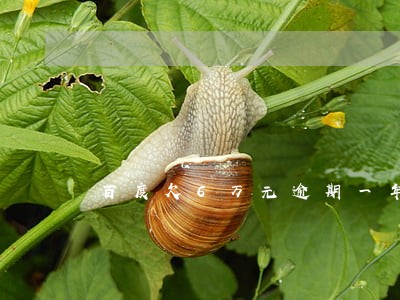 百度欠6万元逾期一年了 百度欠6万元逾期一年了