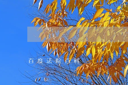 百度法院百科 百度法院百科