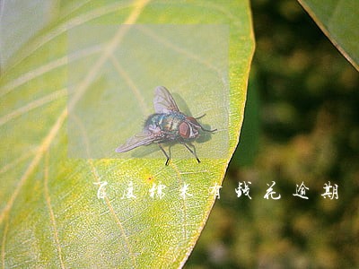 百度糯米有钱花逾期 百度糯米有钱花逾期